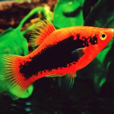 Red Tuxedo Platy (Xiphophorus Maculatus)