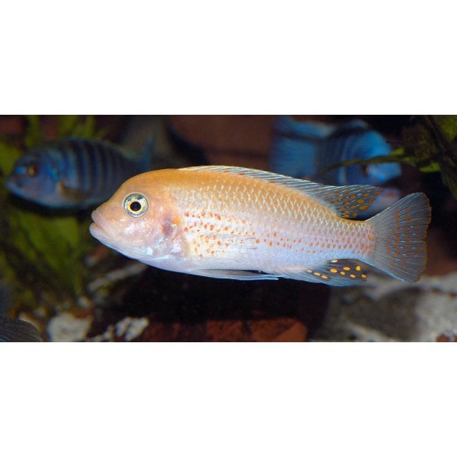 Woodthorpe Hall Aquatics Red Zebra Cichlid (Maylandia Estherae)