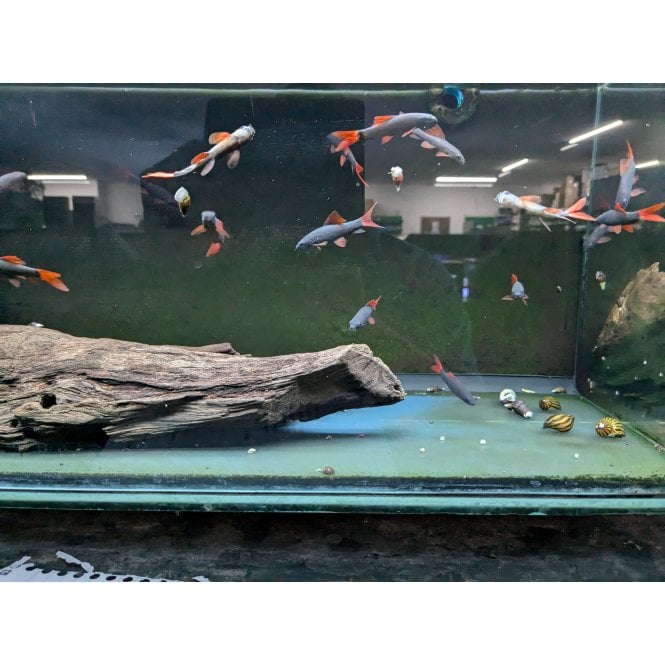 Woodthorpe Hall Aquatics Redfin Shark (Epalzeorhynchos Frenatum)