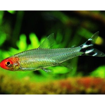 Rummy Nose Tetra (Hemigrammus Rhodostomus)