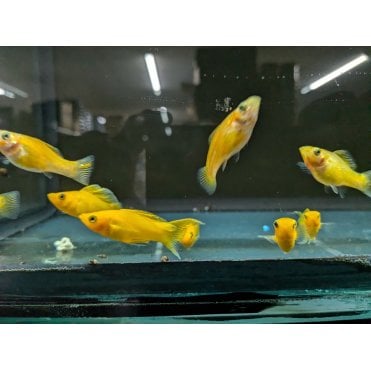 Saffron Molly (Poecilia Sphenops)