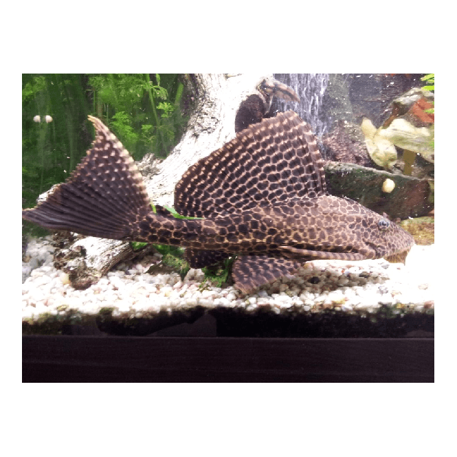 Woodthorpe Hall Aquatics Sailfin Plec (Pterygoplichthys Gibbiceps)