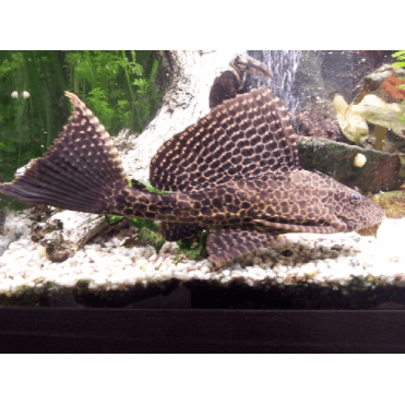 Sailfin Plec (Pterygoplichthys Gibbiceps)