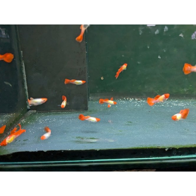 Woodthorpe Hall Aquatics Santa Claus Guppy (Poecilia Reticulata)