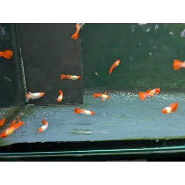 Santa Claus Guppy (Poecilia Reticulata)