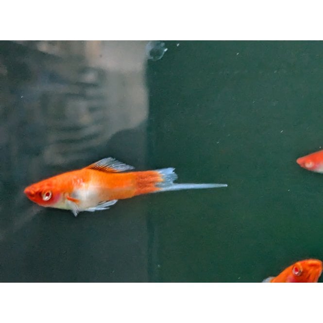 Woodthorpe Hall Aquatics Santa Clause Swordtail (Xiphophorus Helleri)