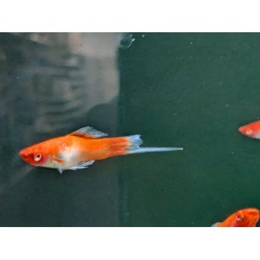 Santa Clause Swordtail (Xiphophorus Helleri)