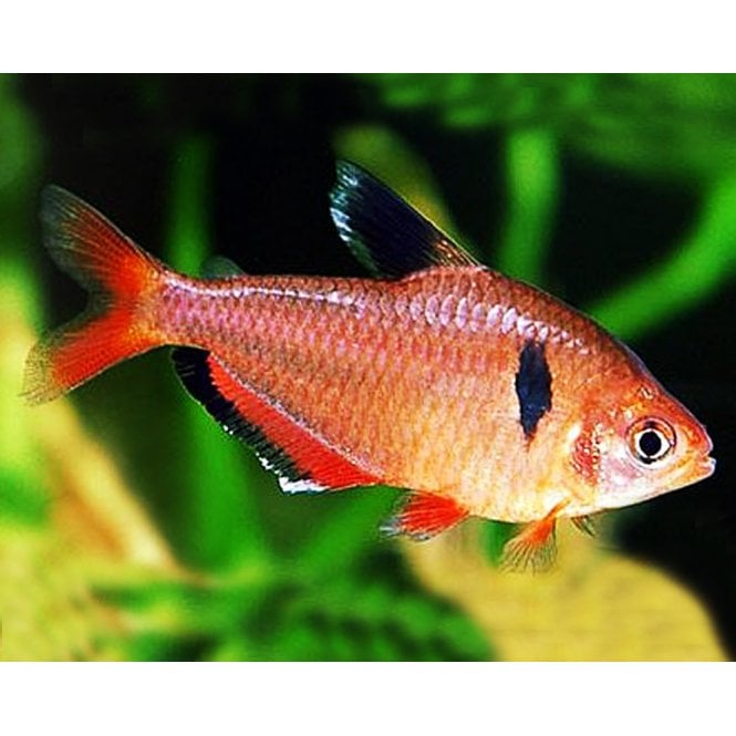 Woodthorpe Hall Aquatics Serpae Tetra (Hyphessobrycon Eques)