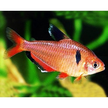 Serpae Tetra (Hyphessobrycon Eques)
