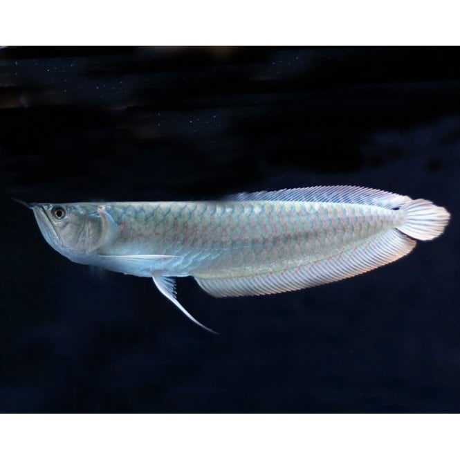 Woodthorpe Hall Aquatics Silver Arawana (Osteoglossum Bicirrhosum)