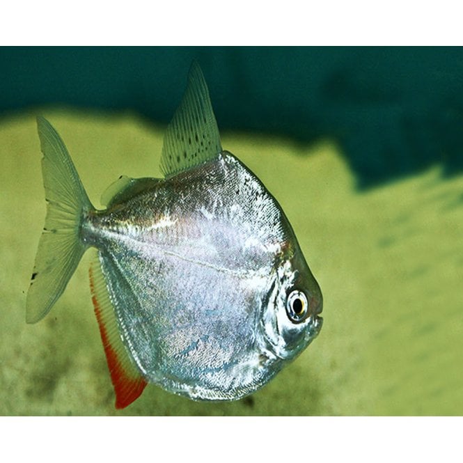 Woodthorpe Hall Aquatics Silver Dollar (Metynnis Hypsauchen)