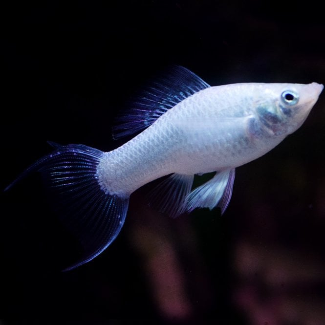 Woodthorpe Hall Aquatics Silver Lyretail Molly (Poecilia Sphenops)