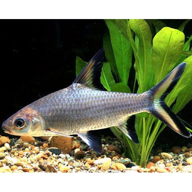 Woodthorpe Hall Aquatics Silver Sharks (Balantiocheilos Melanopterus)