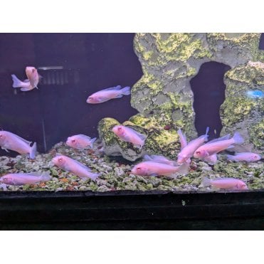 Snow White Cichlid (Pseudotropheus Socolofi)