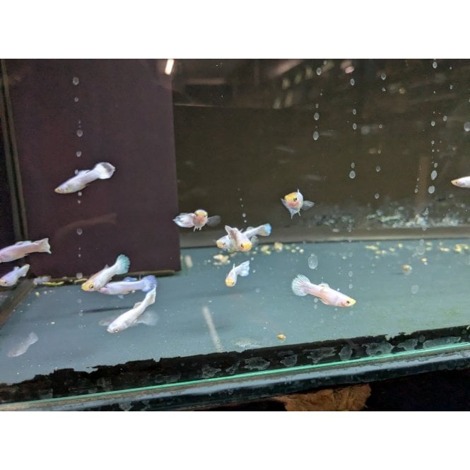 Woodthorpe Hall Aquatics Snow White Guppy (Poecilia reticulata)