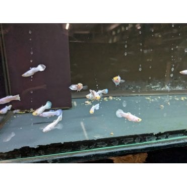 Snow White Guppy (Poecilia reticulata)