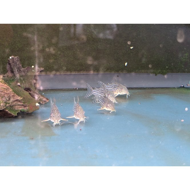 Woodthorpe Hall Aquatics Sterbai Corydoras (Corydoras Sterbai)