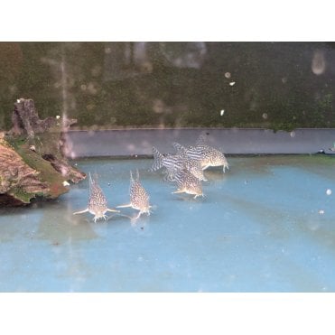 Sterbai Corydoras (Corydoras Sterbai)