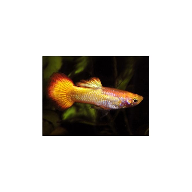 Woodthorpe Hall Aquatics Sunset Guppy (Poecilia Reticulata)
