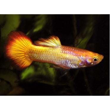 Sunset Guppy (Poecilia Reticulata)