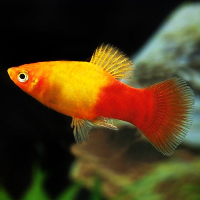 Woodthorpe Hall Aquatics Sunset Platy (Xiphophorus Maculatus)