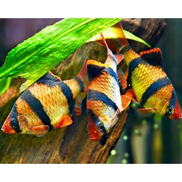 Tiger Barbs (Puntigrus Tetrazona)