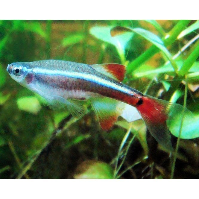 Woodthorpe Hall Aquatics White Cloud Mountain Minnows (Tanichthys albonubes)