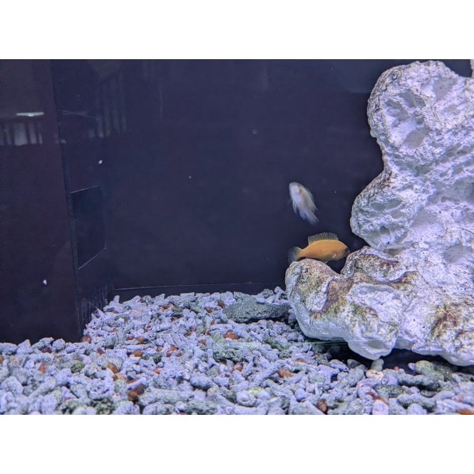 Woodthorpe Hall Aquatics Yellow Black Back Cichlid (Labidochromis Caeruleus)