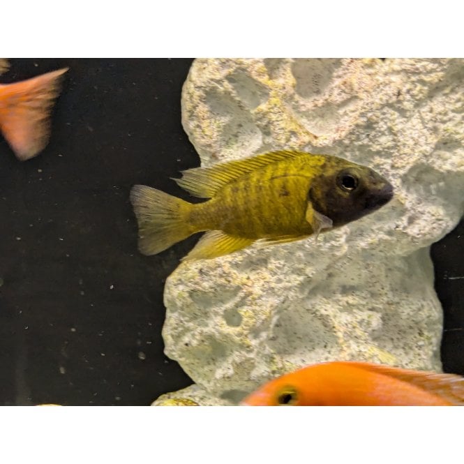 Woodthorpe Hall Aquatics Yellow Peacock Cichlid (Aulonocara Baenschi)