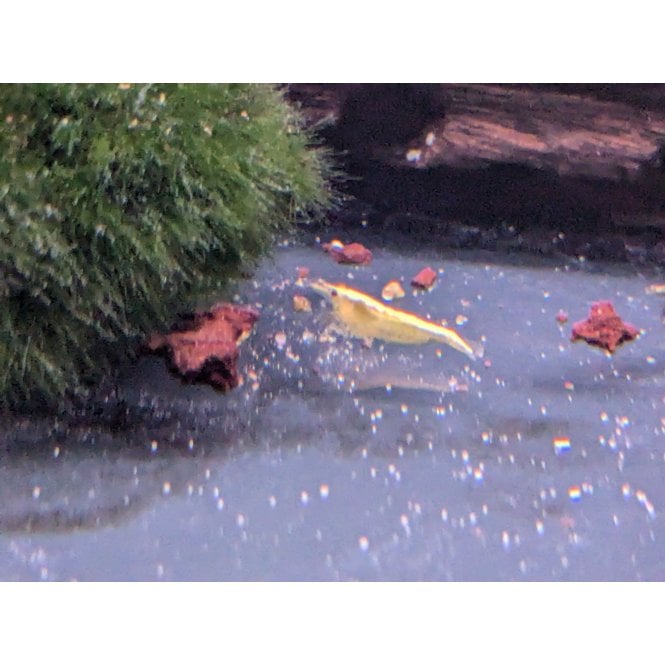 Woodthorpe Hall Aquatics Yellow Shrimp (Neocaridina Davidi)