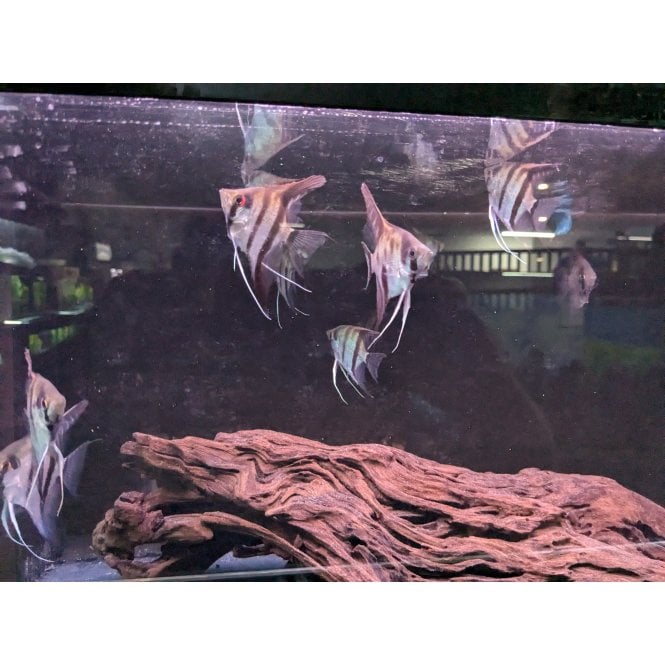 Woodthorpe Hall Aquatics Zebra Angel (Pterophyllum Scalare)