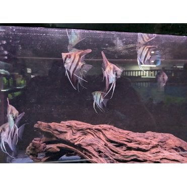 Zebra Angel (Pterophyllum Scalare)